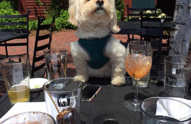 14-best-dog-friendly-restaurants-in-usa-18.jpg