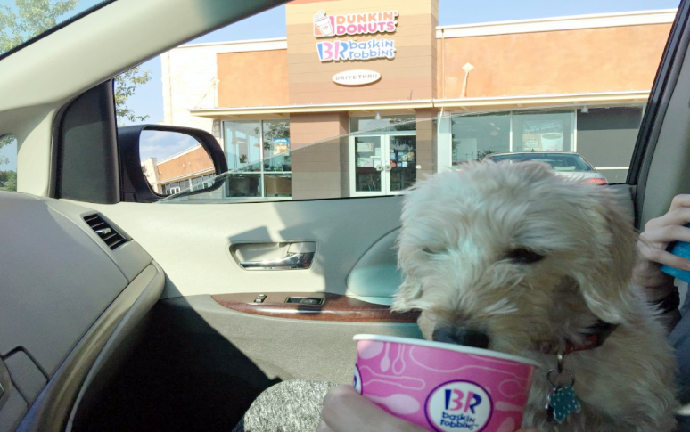 14-best-dog-friendly-restaurants-in-usa-2.jpg