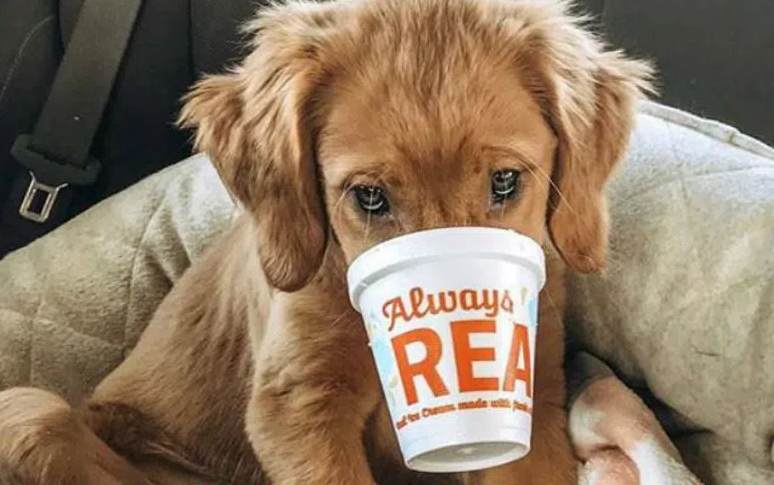 14-best-dog-friendly-restaurants-in-usa-5.jpg