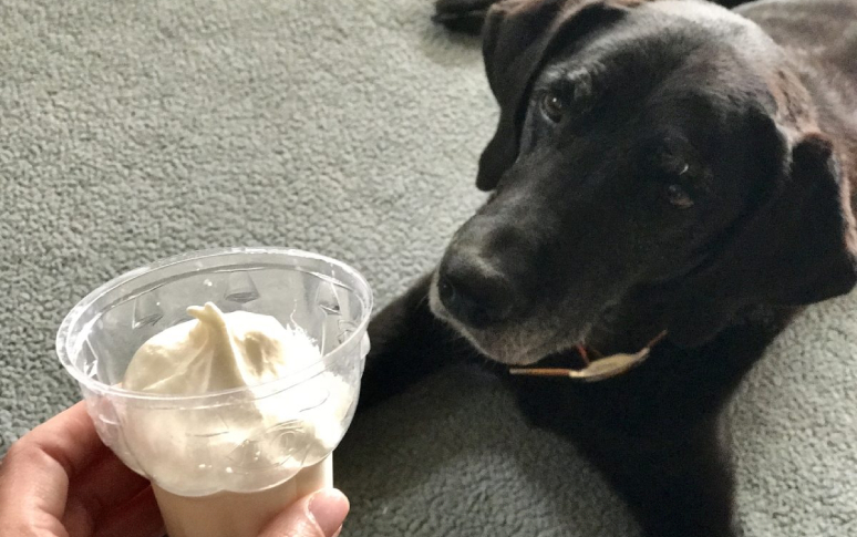14-best-dog-friendly-restaurants-in-usa-6.jpg
