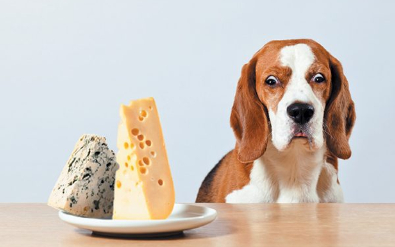 5-human-foods-that-can-be-fatal-to-dogs-1.jpg