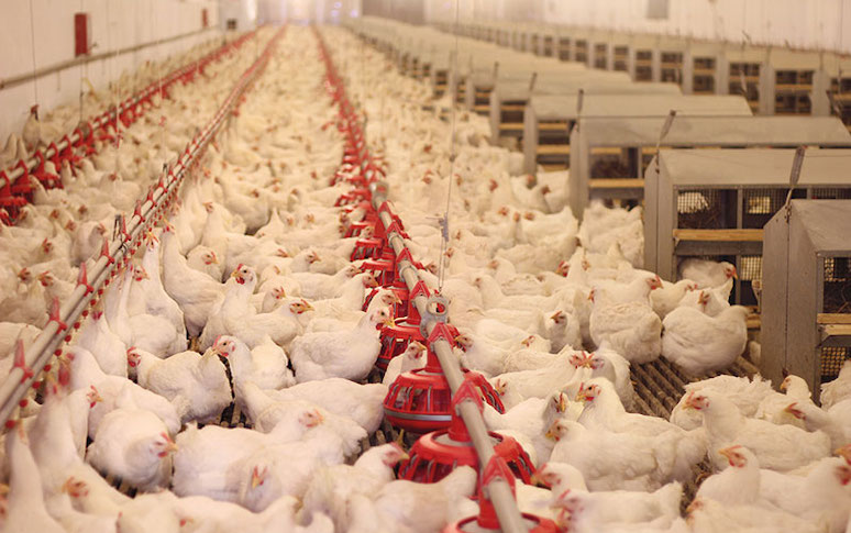 side-effects-of-eating-chicken-4.jpg