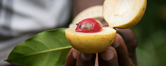Nutmeg: the Heady and Blood-Soaked Spice